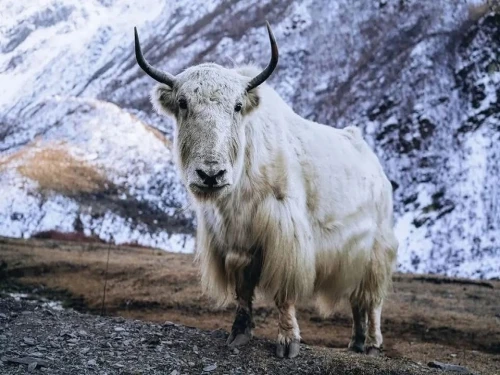 Yak Information and Facts – The True Beast of the Himalayas