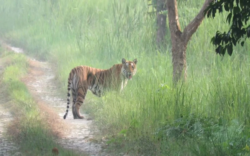 Luxury Tiger Safari Tour in Nepal