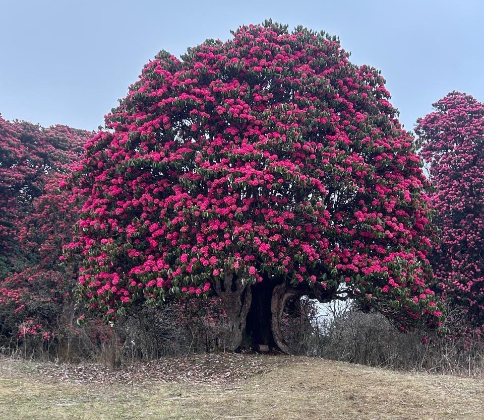 Bloming Rhodendron During March/April