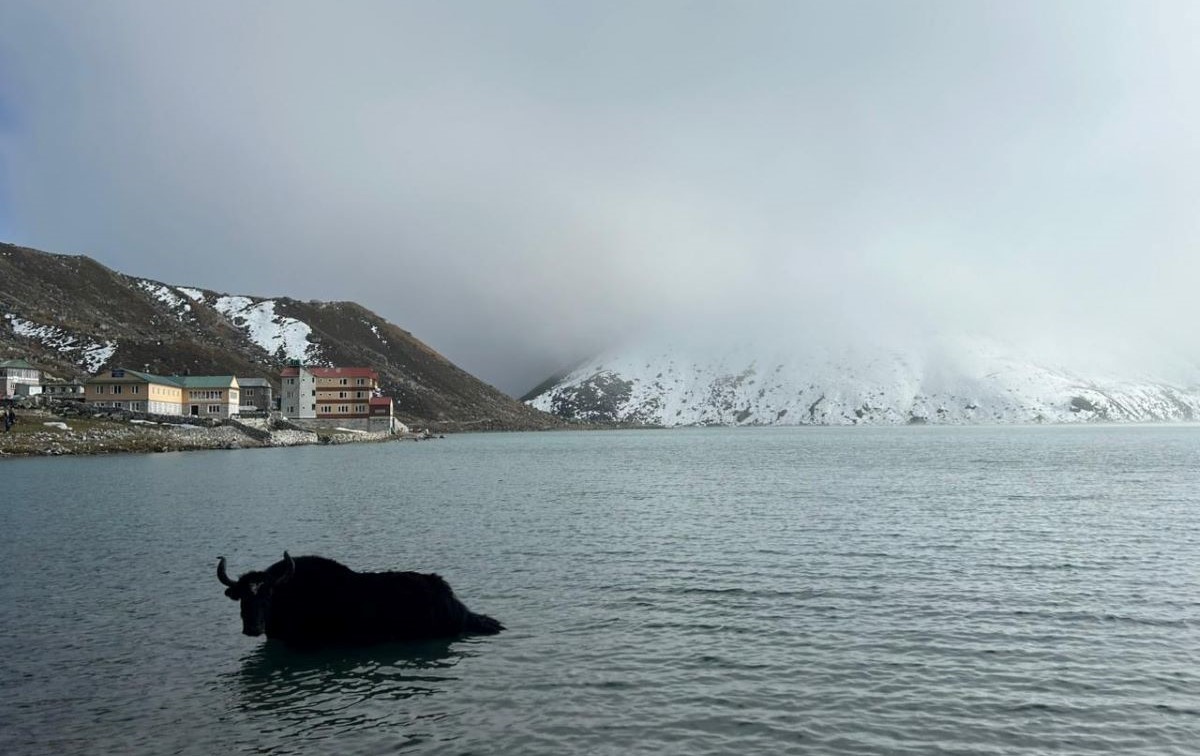 Yak At Gokyo Lakes