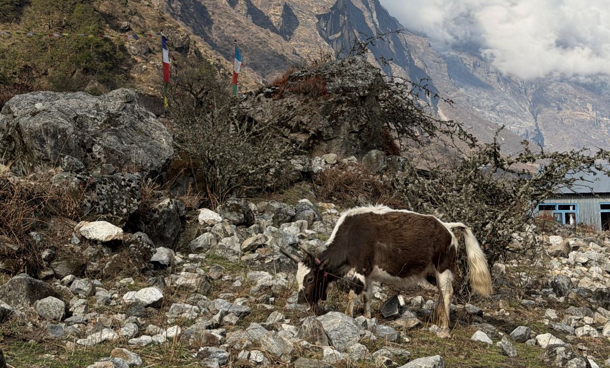 Grazing Mountain Yak at Langtang
