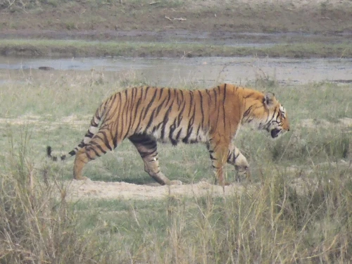 Luxury Tiger Safari Tour in Nepal